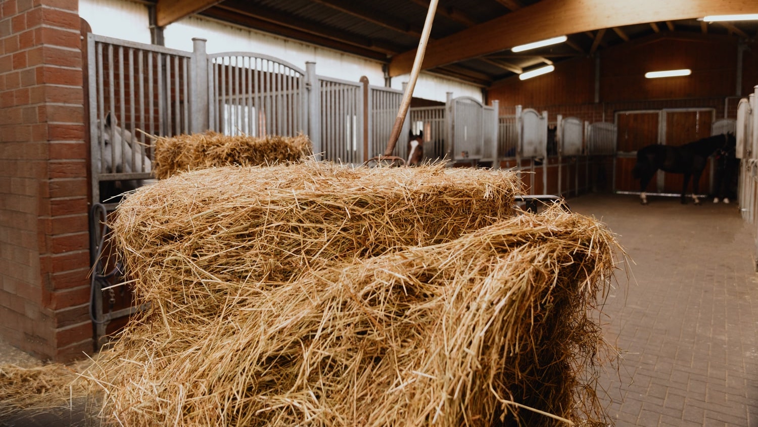 dressurstall-tapken-box-min